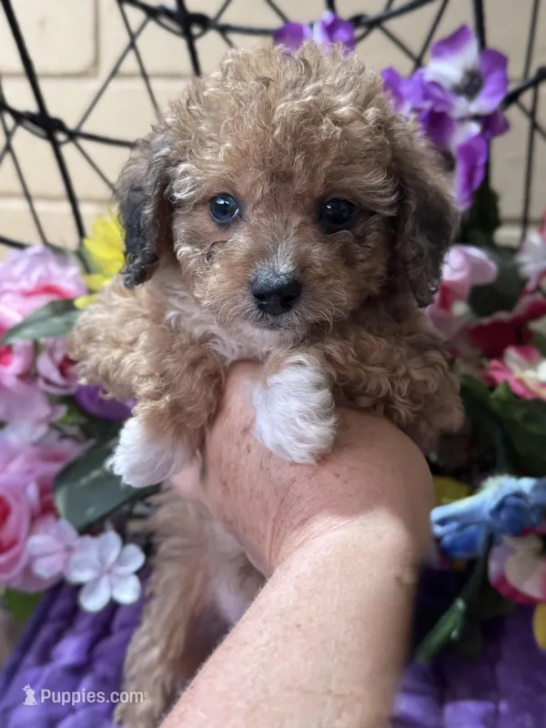 Cupcake – Poodle - Toy , Miniature Bernedoodle puppy on hold in Deland, FL