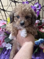 Cupcake, a female Poodle - Toy  and Miniature Bernedoodle for sale in Deland, FL – 4 of 9