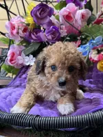 Cupcake, a female Poodle - Toy  and Miniature Bernedoodle for sale in Deland, FL – 7 of 9