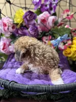 Cupcake, a female Poodle - Toy  and Miniature Bernedoodle for sale in Deland, FL – 5 of 9