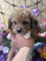 Cupcake, a female Poodle - Toy  and Miniature Bernedoodle for sale in Deland, FL – 2 of 9