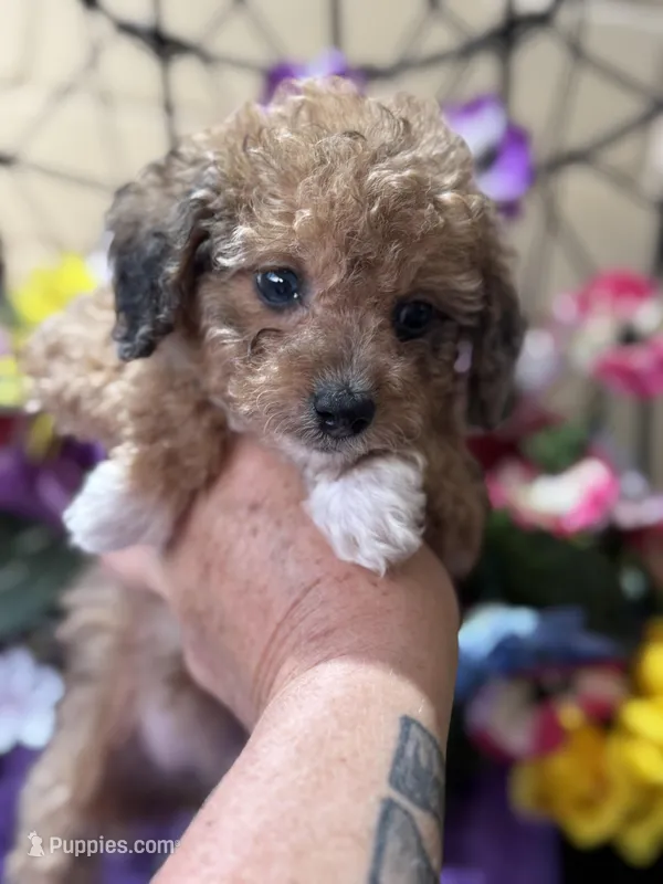 Cupcake – Poodle - Toy , Miniature Bernedoodle puppy for sale in Deland, FL