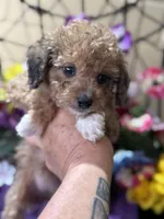 Cupcake, a female Poodle - Toy  and Miniature Bernedoodle for sale in Deland, FL – 1 of 9