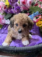 Cupcake, a female Poodle - Toy  and Miniature Bernedoodle for sale in Deland, FL – 3 of 9
