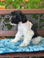 Pixie, a female Miniature Schnauzer for sale in Deland, FL – 7 of 8