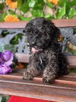Mystque , a female Poodle - Toy  and Miniature Bernedoodle for sale in Deland, FL – 4 of 4