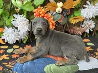 Boomer, a male Doberman Pinscher for sale in Deland, FL – 4 of 6