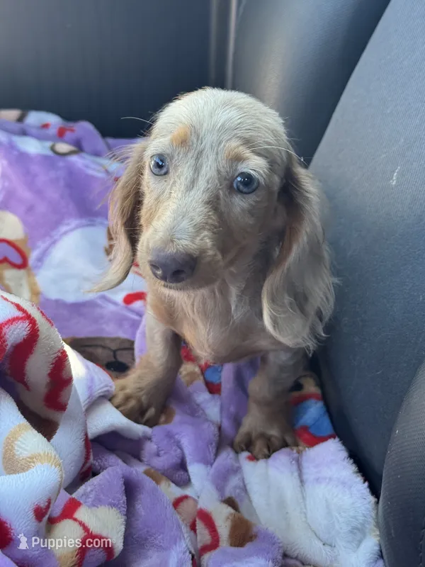 Pixie – Miniature Dachshund puppy for sale in Deland, FL