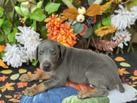 Boomer, a male Doberman Pinscher for sale in Deland, FL – 5 of 6