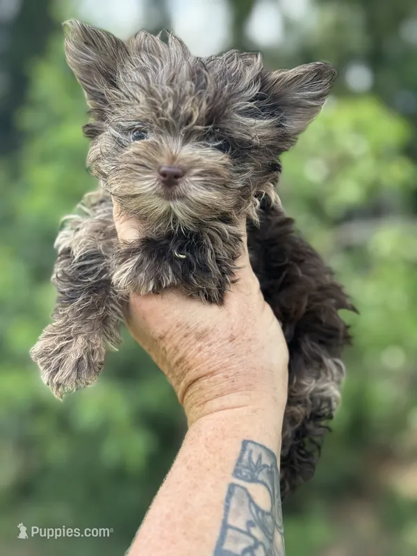 Tea Cup Baby GiGi – Yorkshire Terrier puppy for sale in Deland, FL