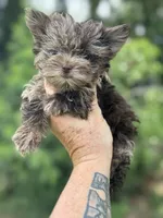 Merlita , a female Yorkshire Terrier for sale in Deland, FL – 4 of 7