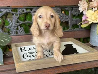Silvie, a female Miniature Dachshund for sale in Deland, FL – 6 of 7