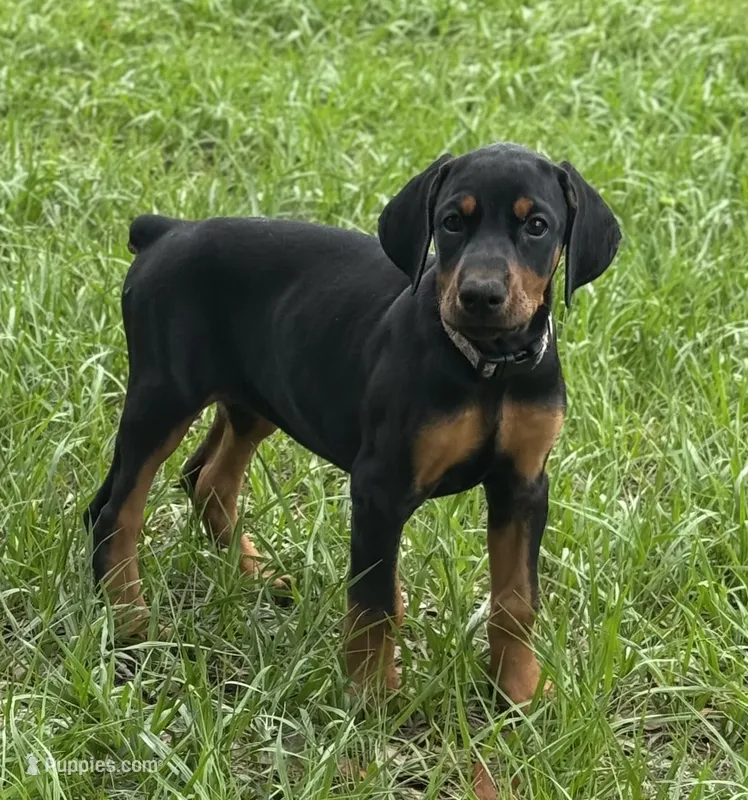 Black Beauty Euro  – Doberman Pinscher puppy for sale in Deland, FL