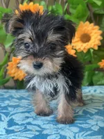 Harley , a male Yorkshire Terrier for sale in Deland, FL – 3 of 4
