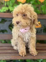 Peaches Toy Size , a female Miniature Bernedoodle for sale in Deland, FL – 3 of 10