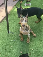 Doja , a female Doberman Pinscher for sale in Deland, FL – 8 of 9