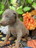 Blaze, a male Doberman Pinscher for sale in Deland, FL – 1 of 4