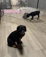 Black Beauty Euro , a female Doberman Pinscher for sale in Deland, FL – 4 of 10