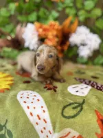 Pixie, a female Miniature Dachshund for sale in Deland, FL – 9 of 10
