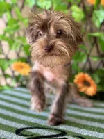 Cappi Jr , a male Yorkshire Terrier for sale in Deland, FL – 6 of 7