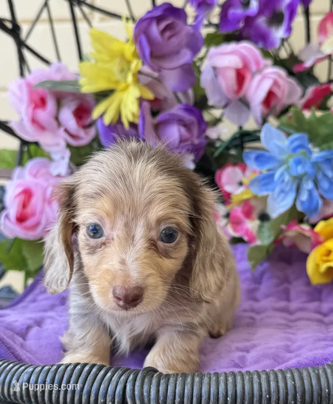 Stevie – Miniature Dachshund puppy for sale in Deland, FL
