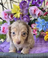Stevie, a female Miniature Dachshund for sale in Deland, FL – 1 of 7