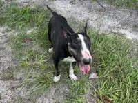 Cookie , a female Bull Terrier for sale in Deland, FL – 3 of 4
