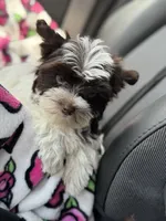 Petite Petey, a male Yorkshire Terrier for sale in Deland, FL – 1 of 9