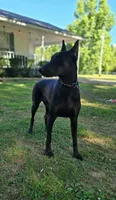 Bat Man , a male Doberman Pinscher for sale in Deland, FL – 6 of 8