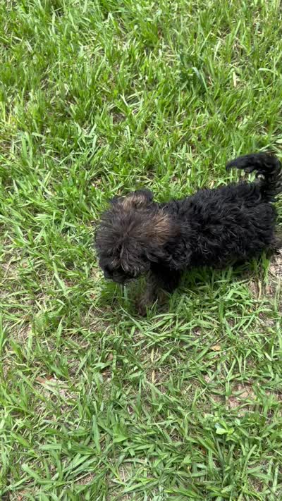 Mystque  Toy Size , a female Poodle - Toy  and Miniature Bernedoodle for sale in Deland, FL – 5 of 6