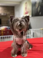 Cappi Jr , a male Yorkshire Terrier for sale in Deland, FL – 7 of 7