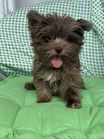 Cappi , a male Yorkshire Terrier for sale in Deland, FL – 5 of 8