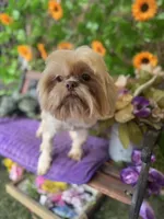Nemo, a male Shih Tzu for sale in Deland, FL – 2 of 5