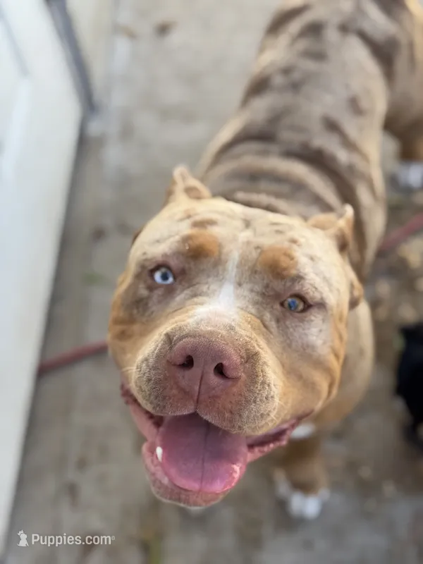 Cookie Bear XL – American Bully puppy for sale in Deland, FL