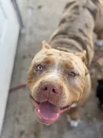 Cookie Bear XL, a female American Bully for sale in Deland, FL – 1 of 3