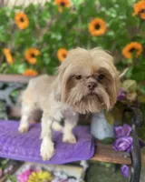 Nemo, a male Shih Tzu for sale in Deland, FL – 3 of 5