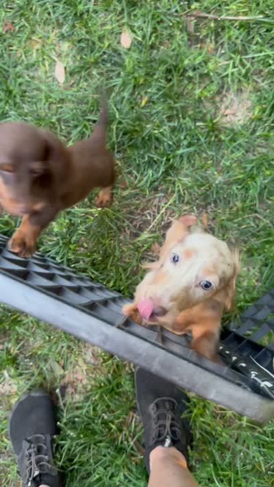 Bam Bam , a male Miniature Dachshund for sale in Deland, FL – 10 of 10
