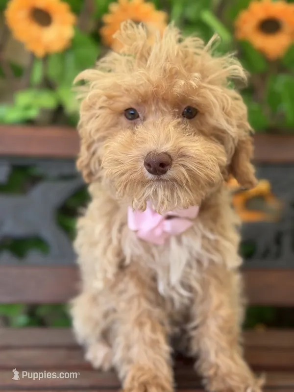 Peaches – Poodle - Toy , Miniature Bernedoodle puppy for sale in Deland, FL