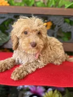 Peaches, a female Miniature Bernedoodle for sale in Deland, FL – 4 of 5
