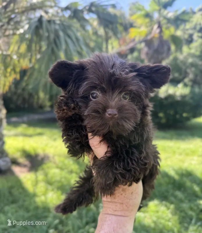 Bitter Chocolate  – Yorkshire Terrier puppy for sale in Deland, FL