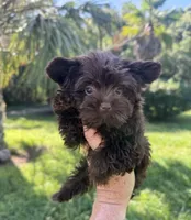 Bitter Chocolate , a female Yorkshire Terrier for sale in Deland, FL – 1 of 5