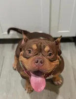 Luca, a male American Bully for sale in Deland, FL – Photo 1 of 3