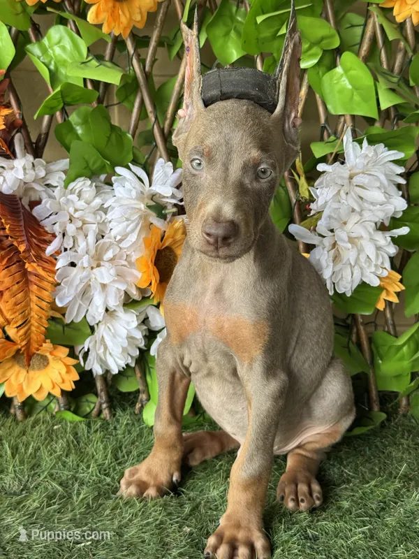 Blaze – Doberman Pinscher puppy for sale in Deland, FL