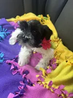 Paisley , a female Miniature Schnauzer for sale in Deland, FL – 6 of 6