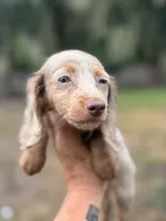 Pixie, a female Miniature Dachshund for sale in Deland, FL – 6 of 7