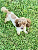 Cedar , a male Poodle - Toy  for sale in Deland, FL – 1 of 2