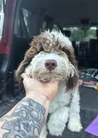 Charlie , a male Miniature Bernedoodle for sale in Deland, FL – 3 of 4