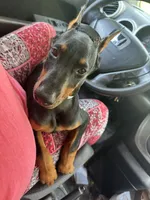 Black Beauty Euro , a female Doberman Pinscher for sale in Deland, FL – 9 of 10