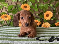 Paisley  Dapple , a female Miniature Dachshund for sale in Deland, FL – 2 of 5