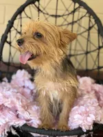 Jinks, a female Yorkshire Terrier for sale in Deland, FL – Photo 4 of 6